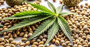 Discover the Magic of Purple Haze Seeds Discover the Magic of Purple Haze Seeds