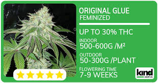 Discover the Magic of Purple Haze Seeds Discover the Magic of Purple Haze Seeds